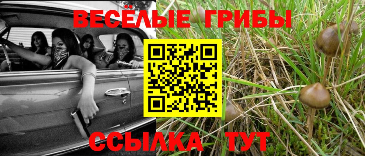 Галлюциногенные грибы Psilocybine cubensis Осинники